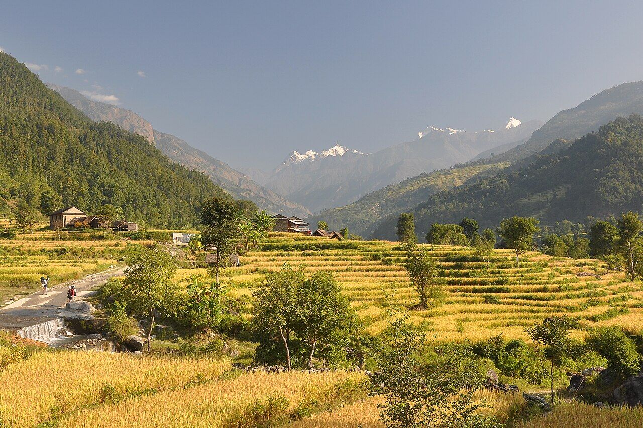 Terraced fields in the Budhi Gandaki valley on the Manaslu circuit
